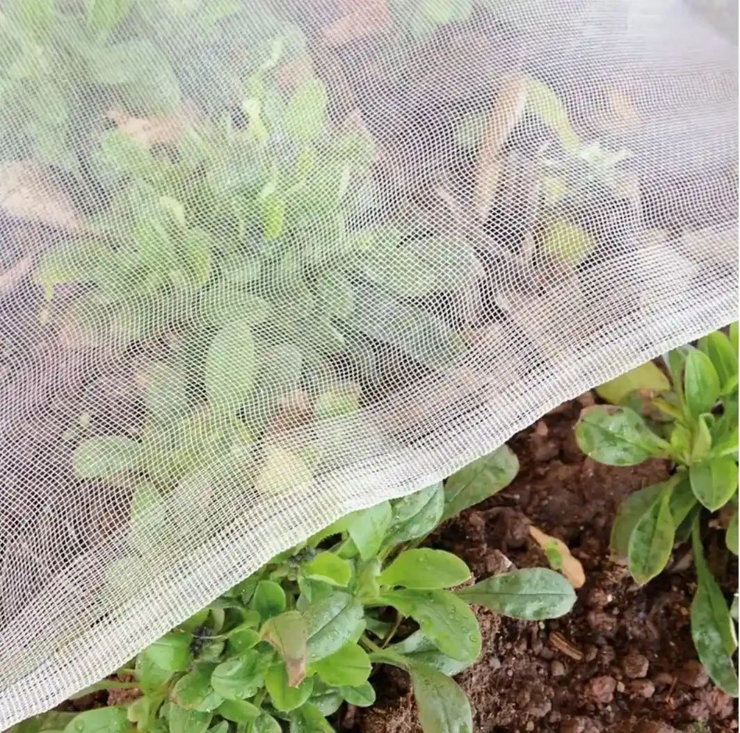 Fine white anti-insect netting covering vegetable beds