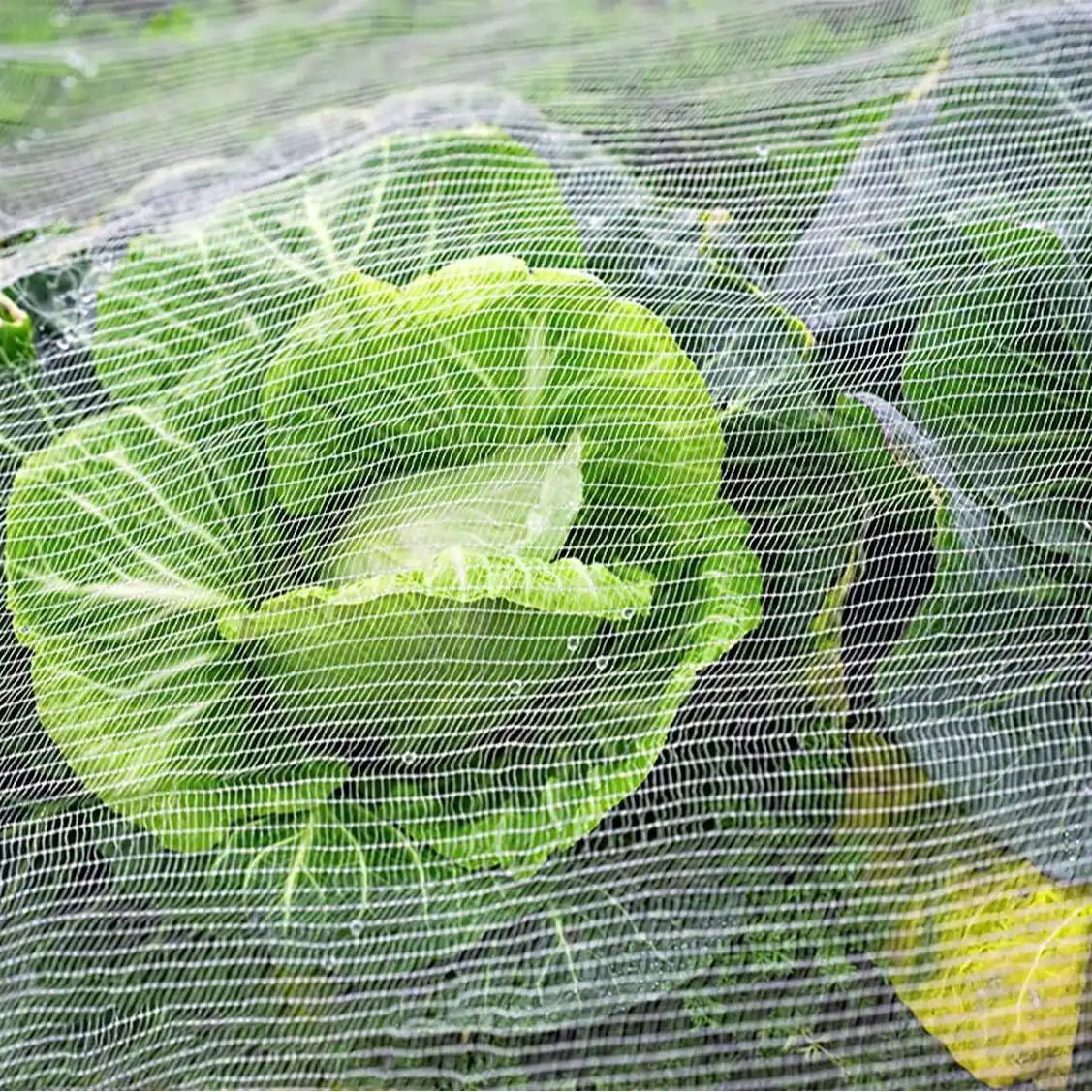 Insect net protecting a cabbage field from pests