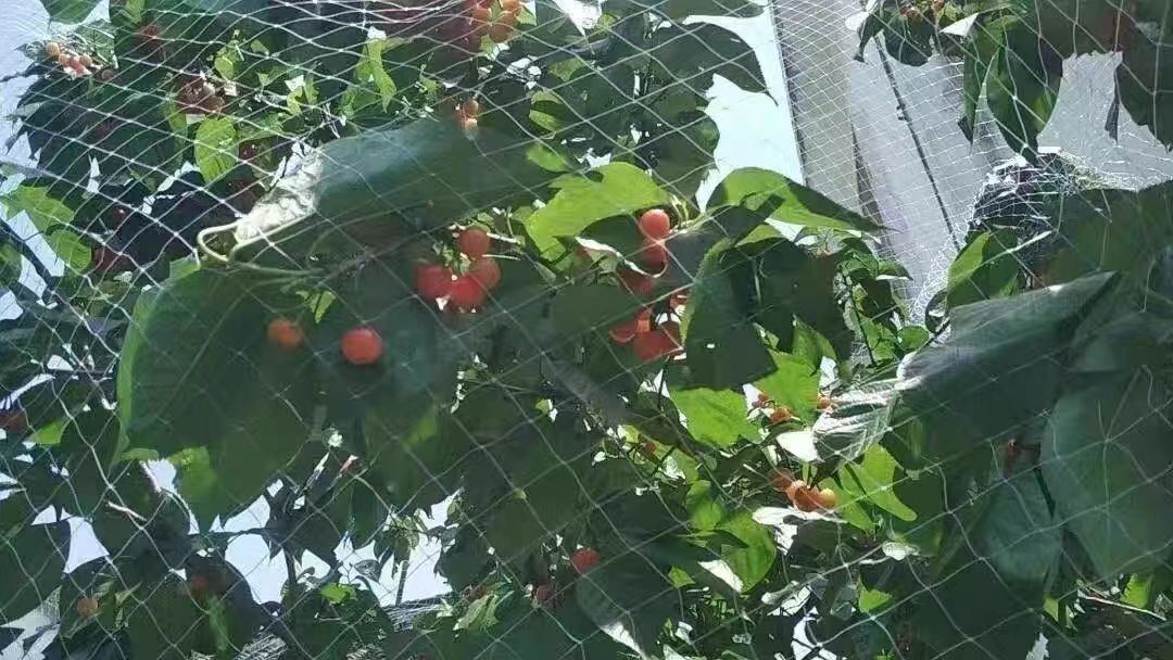 Bird netting protecting cherry trees from birds