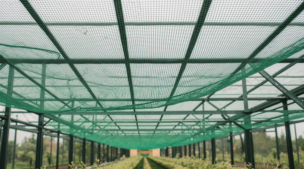 Shade netting cover stretched over greenhouse tunnels